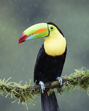 Oiseaux du Costa Rica : Toucan à bec jaune (Toucan à poitrine soufrée) sur Rini Kools