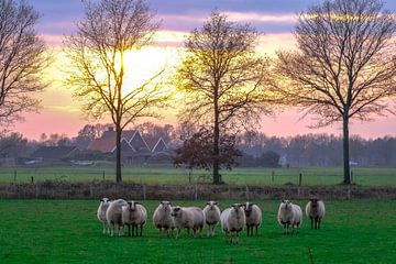 Alerte aux moutons sur P Hogeveen