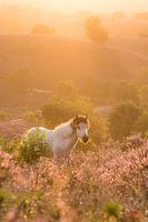 IJslandse Pony bij zonsopkomst op de Posbank