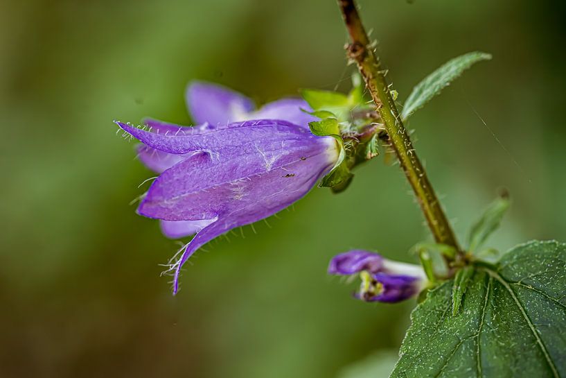 Harebell par Harjot Kaur