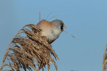 Bearded Tit (Panurus biarmicus) Baden-Württemberg by Frank Fichtmüller