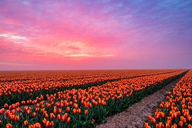 Matching Tulpfield an sky by Edgar Seedorf