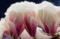 Besneeuwde magnoliabloesem tegen een sterrenhemel van images4nature by Eckart Mayer Photography thumbnail