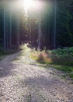 entering the swedish woods