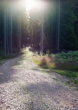 entering the swedish woods van Sagolik Photography