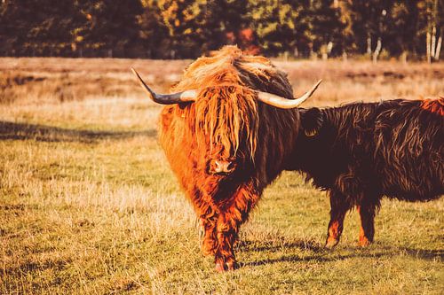 Schotse Hooglander voedt haar jong