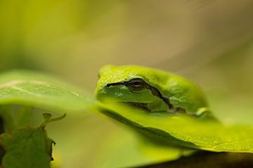 Tree frog in the sun by Stephan Krabbendam