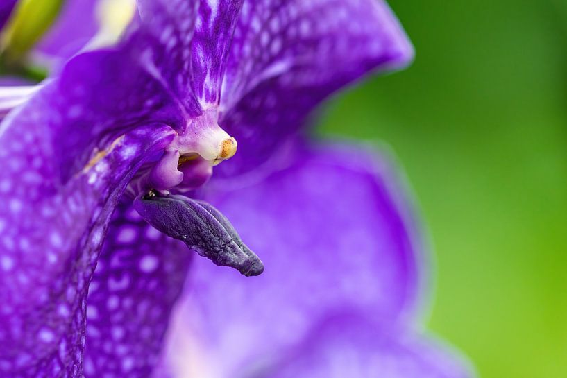 Orchid purple, close up details of the heart. by Rob Smit