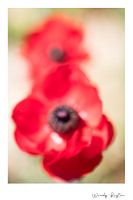 Flower Wisdom