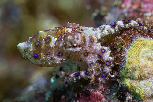 Blauw ring octopus @ Komodo, Indonesie