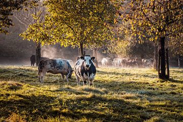 Dampfende Kühe in der Morgensonne von Rob Boon