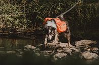 Border Collie mit Rucksack von Paulien van der Werf Miniaturansicht