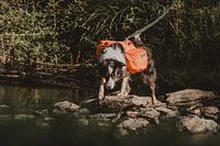 Border-Collie met rugzak
