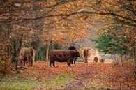 Herbst in Europa, mit schottischen Highlandern von Gert Hilbink Miniaturansicht