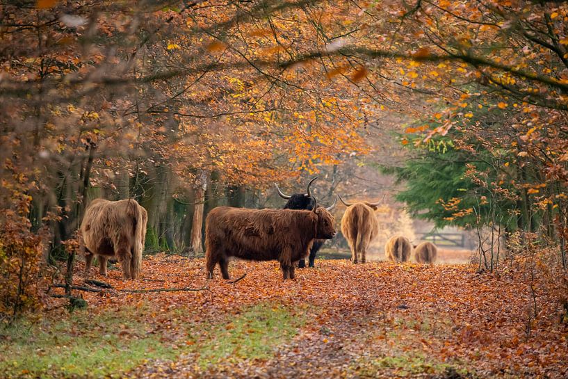 Herbst in Europa, mit schottischen Highlandern von Gert Hilbink