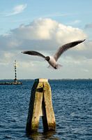 Gull at bollard at grevelingenmeer