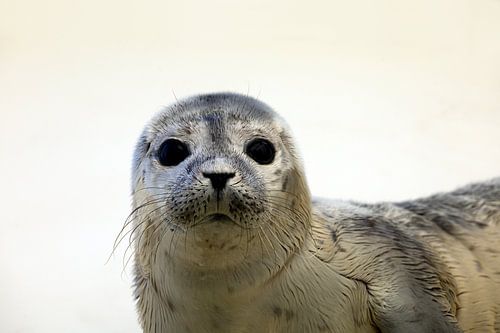 portrait of a young seal