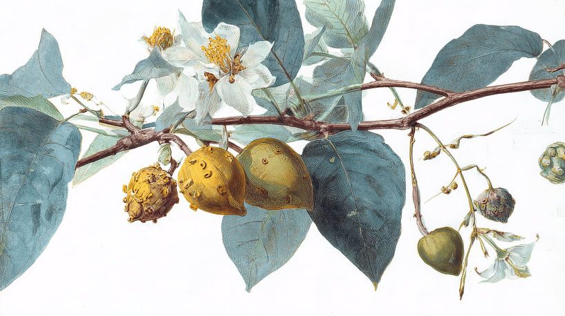 Botanical Illustration of Yellow Fruits and Blossoms by Eva Lee