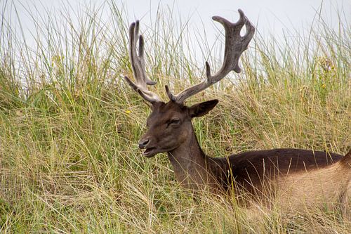Een damhert rustend in het duingras, kijkend naar de camera.