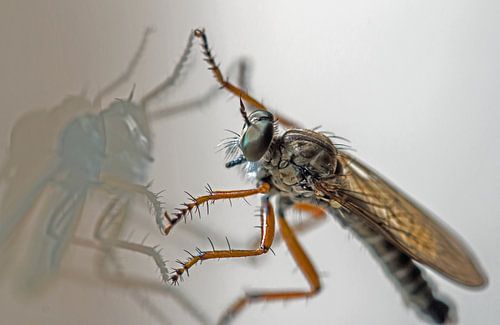 Vlieg op dubbel glas