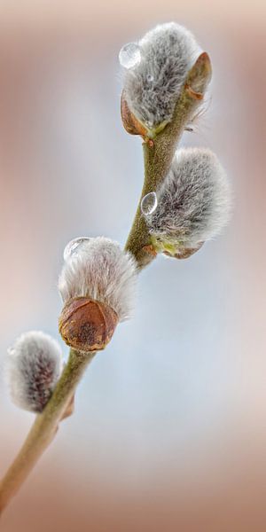 Willow catkins by Violetta Honkisz