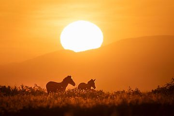 Zebra's op de Serengteti in zonsopkomst van Krijn van der Giessen