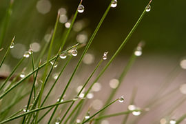 Dewdrops on ornamental grass by Ton Ellenbroek