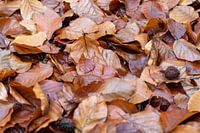 Herbstblätter
