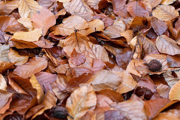 Herfstbladeren van Ron de Meulder