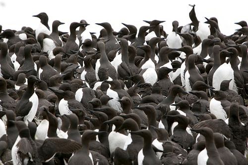 Zeekoeten op de Farne eilanden