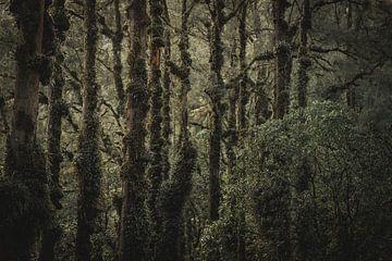 De ondoordringebare jungle van mount Batur, Bali van Bart Hageman Photography