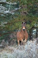Exmoor pony on a winter morning