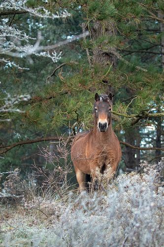 Exmoor pony on a winter morning
