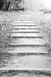 Natuur, trap by Inge van Schaick