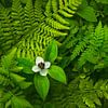 Petite fleur blanche parmi des fougères fraîches. sur Jos Pannekoek