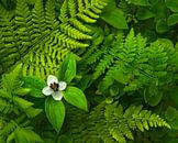 Small white flower among fresh ferns. by Jos Pannekoek thumbnail
