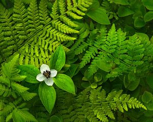 Kleine weiße Blüte zwischen frischen Farnen.