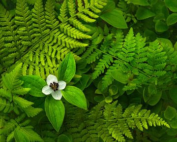 Small white flower among fresh ferns.