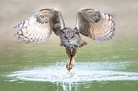 Uhu im Flug