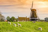 Colorful sunlight over a dike with lambs and a windmill