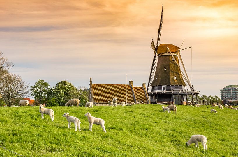 Lumière colorée du soleil sur une digue avec des agneaux et un moulin à vent par Marc Venema