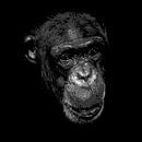 Chimpanzé en noir et blanc par Emajeur Fotografie Aperçu