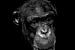 Schimpanse in Schwarz und Weiss von Emajeur Fotografie