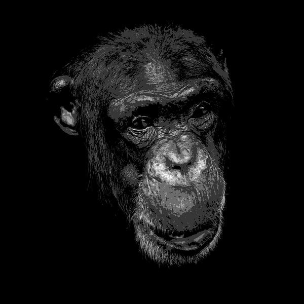 Chimpanzé en noir et blanc par Emajeur Fotografie
