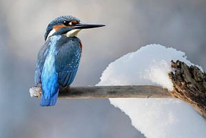 Eisvogel