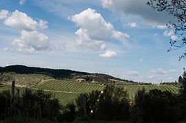 Vignoble, Italie sur Pasquale Langerak