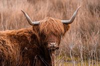 Schottischer Highlander im Gras