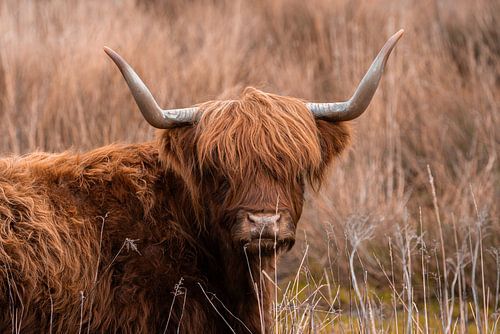 Schottischer Highlander im Gras