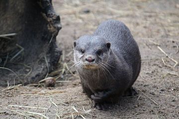 otter sur Jop Fotografie