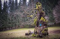 Oud boomvrouwenboek van Jürgen Schmittdiel Photography thumbnail